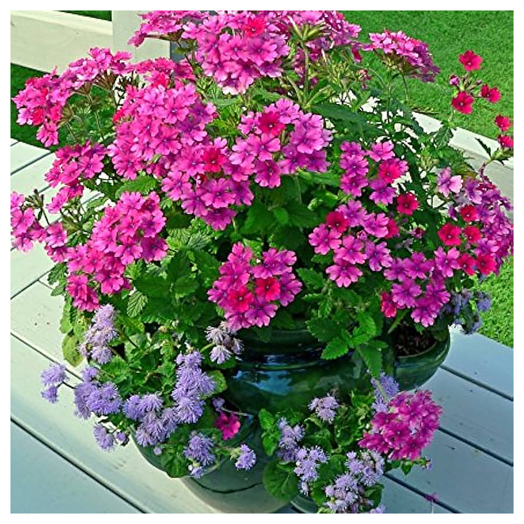 Blue Lemony Fragrance Verbena Flower Low Maintenance Gardens Flower Seeds Home Garden | Neera Seeds product photo [neera-v4-8e9b25ebc480d4fcefe9]