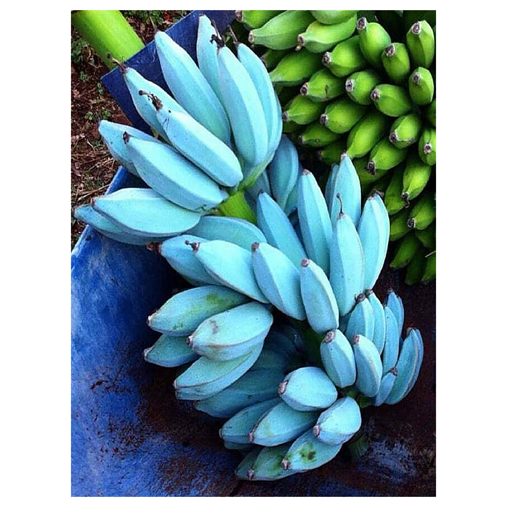 Blue Java Banana (Ice Cream Banana) Fruit Seeds for Planting – Heirloom Non-GMO Organic Garden Seeds | Neera Seeds product photo [neera-v4-8eaaa0b2d2520e9e2c49]