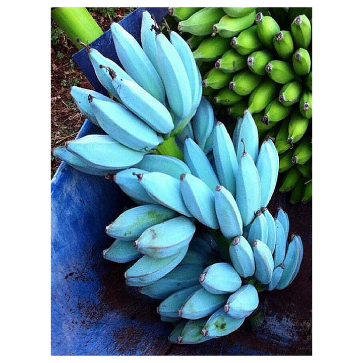 Blue Java Banana (Ice Cream Banana) Fruit Seeds for Planting – Heirloom Non-GMO Organic Garden Seeds | Neera Seeds product photo [neera-v4-8eaaa0b2d2520e9e2c49]