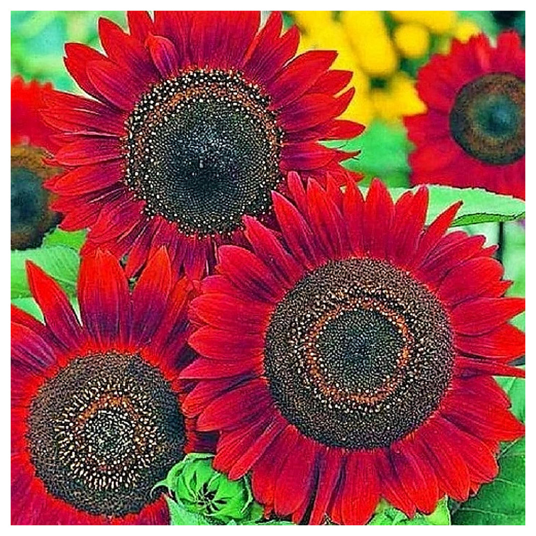 Velvet Queen Sunflower Flower Seeds – Heirloom, Non-GMO, High Germination Organic Garden Seeds for Planting | Neera Seeds product photo [neera-v4-8ebfa4235dd66e3768df]
