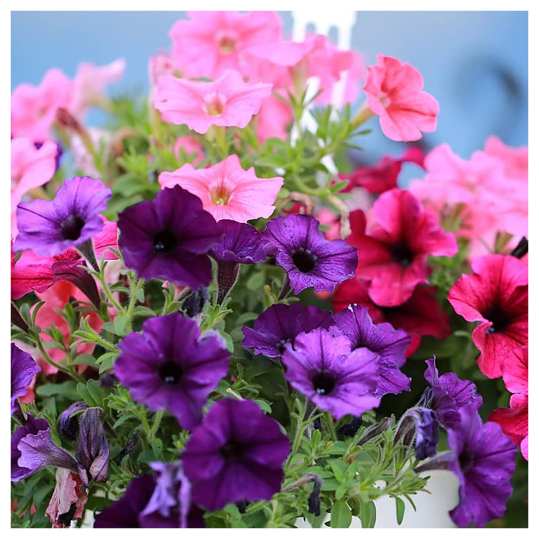 Petunia Fire Chief Petunia Nana Compacta Planting Flower Bed Flower Seeds Home Garden | Neera Seeds product photo [neera-v4-8ecb3a68854adec14fa1]
