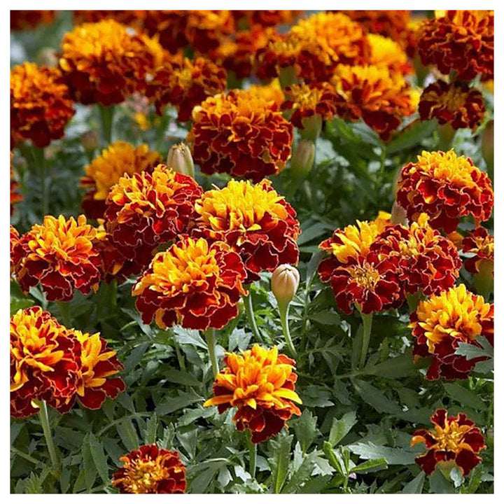 Heirloom Non-GMO Russian Marigold Flower Seeds for Planting – Bright Hardy Blooms for Garden Borders | High Germina | Neera Seeds product photo [neera-v4-8ed268e555cc28aaee26]