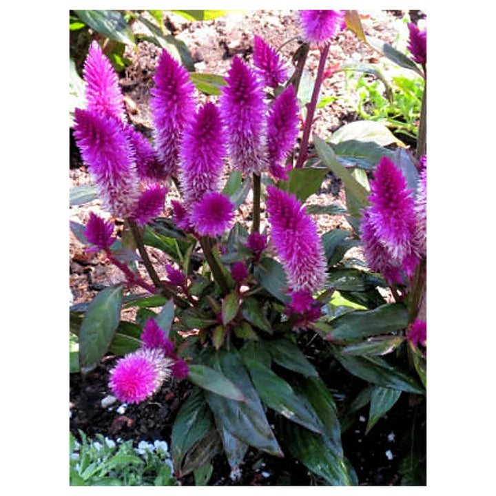Organic Pink Celosia Caracas Flower Seeds for Planting – Heirloom, Non-GMO | Neera Seeds product photo [neera-v4-8ed53d8211ab154802dc]