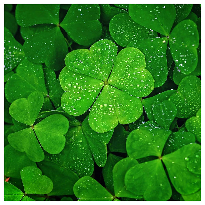 Green Leaf Clover Flower Seeds – Heirloom Non-GMO Lucky Blooms for Decorative Garden Ground Cover | Neera Seeds product photo [neera-v4-8ed818cee7b9eb64541e]