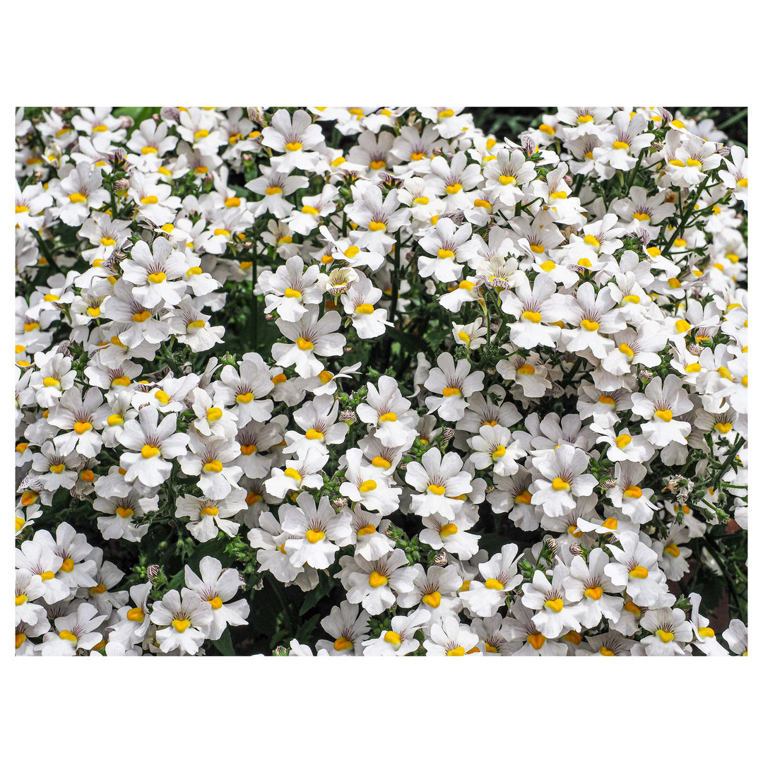 White Nemesia Nemesia Strumosa Knight Flower For Planting Compact Variety For Containers Edging | Neera Seeds product photo [neera-v4-8eeb5d0a8f6ffd136eb2]