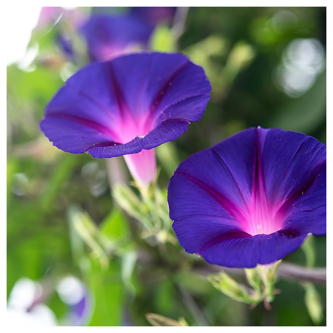 Lavender Mexican Morning Glory Starters Arizona Grown From Heirloom Non Gmo Drought Tolerant | Neera Seeds product photo [neera-v4-8f0608d1e6f9f3c7b487]