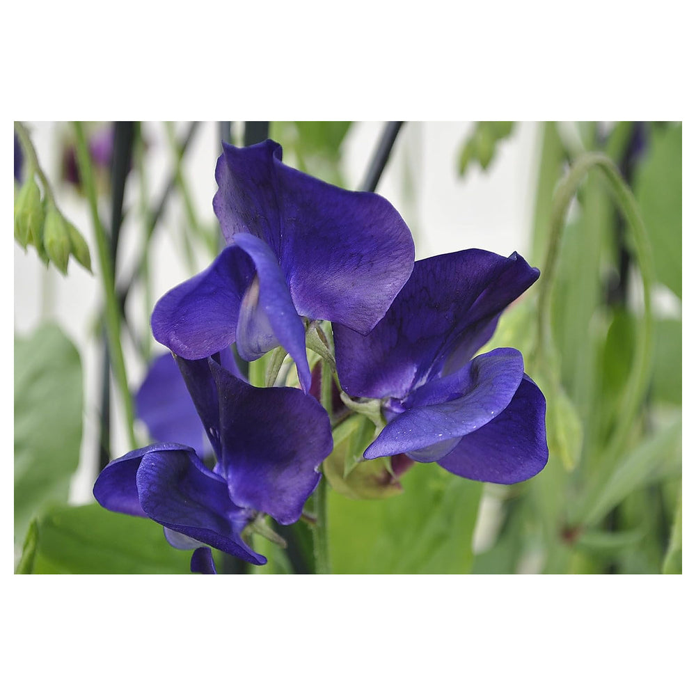 Violet Sweet Pea Flower Seeds – Heirloom Non-GMO High Germination Organic Garden Seeds for Planting Fragrant Blooms | Neera Seeds product photo [neera-v4-8f14e68dccd70213d393]