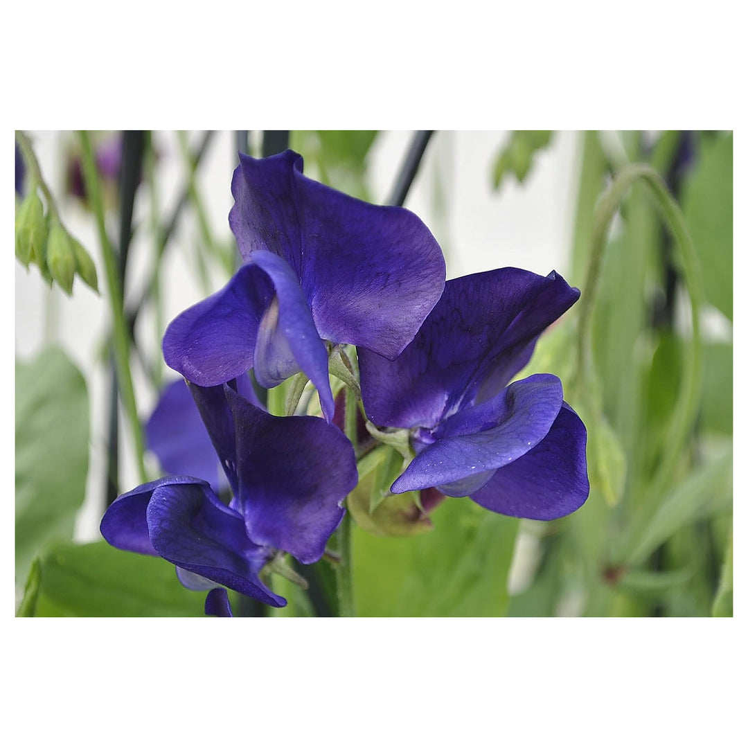 Violet Sweet Pea Flower Seeds – Heirloom Non-GMO High Germination Organic Garden Seeds for Planting Fragrant Blooms | Neera Seeds product photo [neera-v4-8f14e68dccd70213d393]