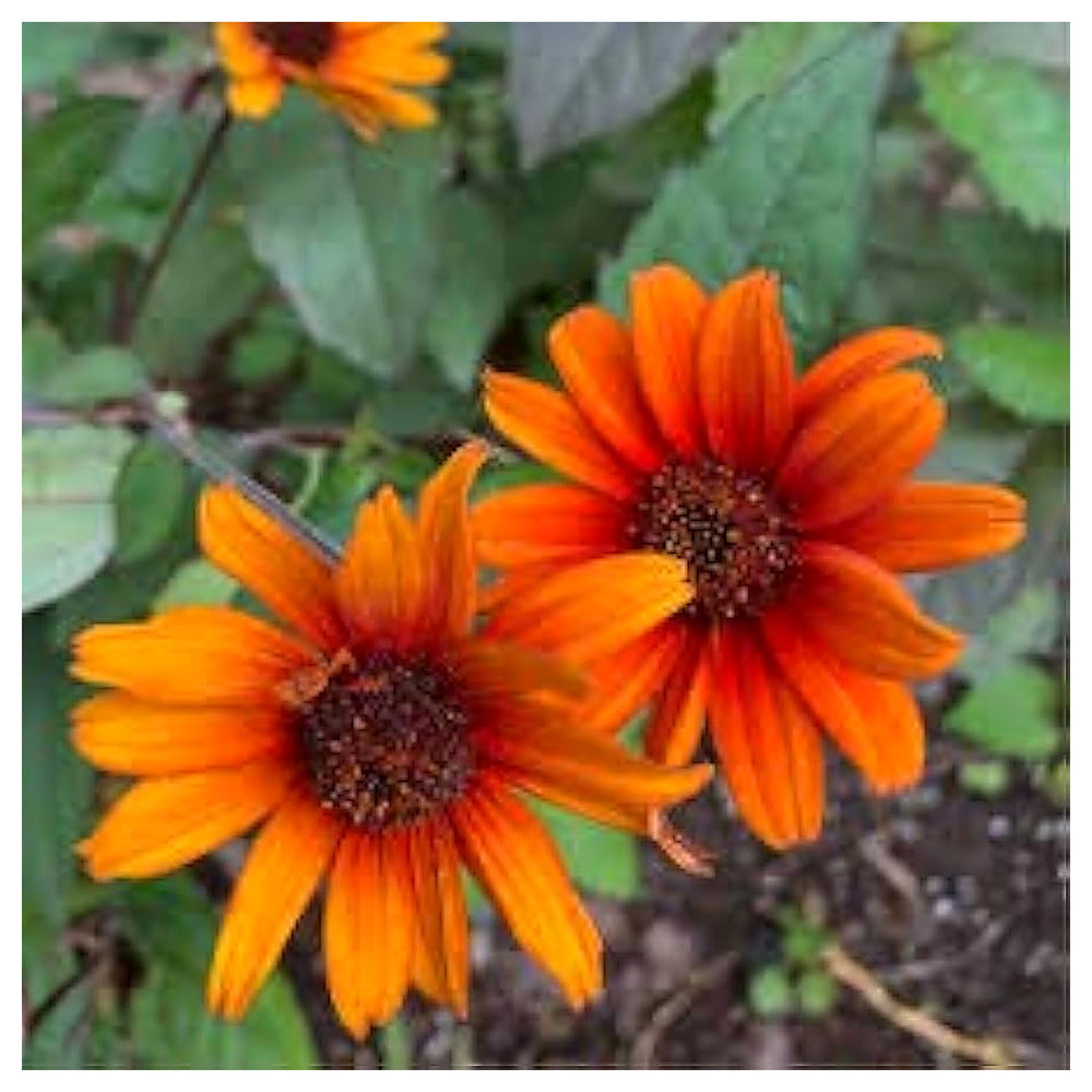 Heirloom Heliopsis scabra 'Orange' Seeds - Non-GMO, High Germination Organic Perennial Flower Garden Seeds for Plan | Neera Seeds product photo [neera-v4-8f253c48bde4f85d5d66]