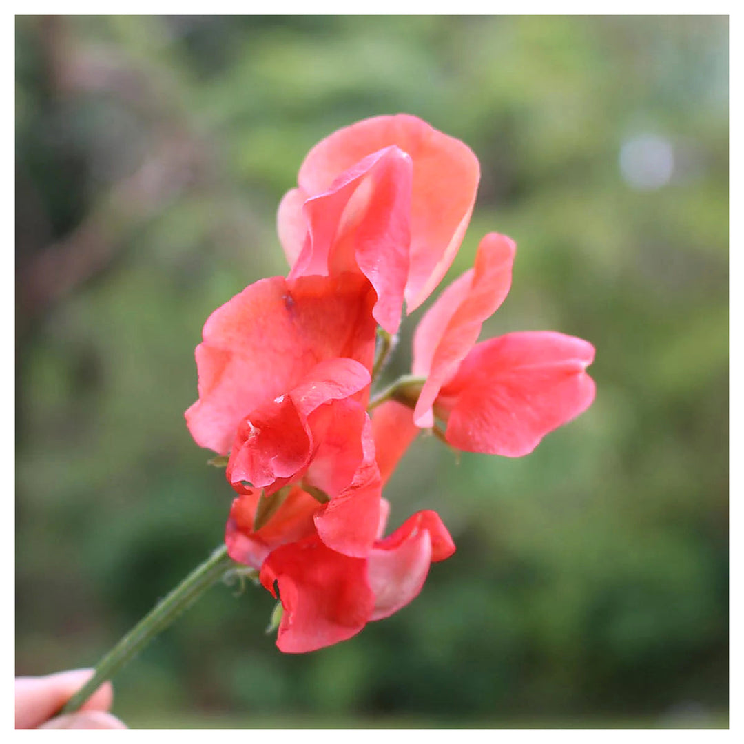 Orange Sweet Pea Flower Seeds for Planting – Heirloom, Non-GMO, High Germination Climbing Garden Seeds | Neera Seeds product photo [neera-v4-8f352d7a0b5c6f8dc50a]