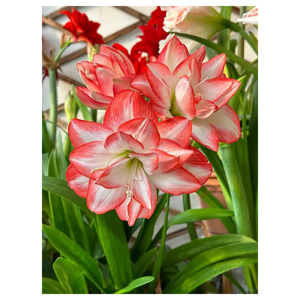 Heirloom Non-GMO Red White Hippeastrum Rutilum Flower Seeds for Indoor Planting | Neera Seeds product photo [neera-v4-8f3c924e85fcfb60fab7]