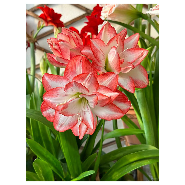 Heirloom Non-GMO Red White Hippeastrum Rutilum Flower Seeds for Indoor Planting | Neera Seeds product photo [neera-v4-8f3c924e85fcfb60fab7]