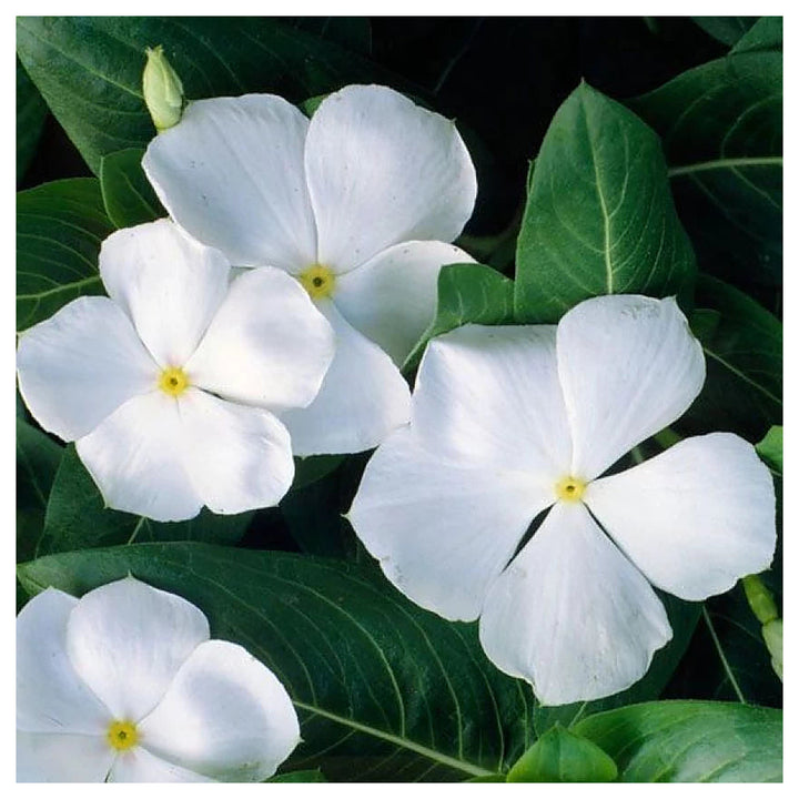 White Periwinkle Vinca Flower Seeds for Planting – Heirloom Non-GMO | High Germination Organic Garden Seeds | Neera Seeds product photo [neera-v4-8f41df19ea8b99308f5e]
