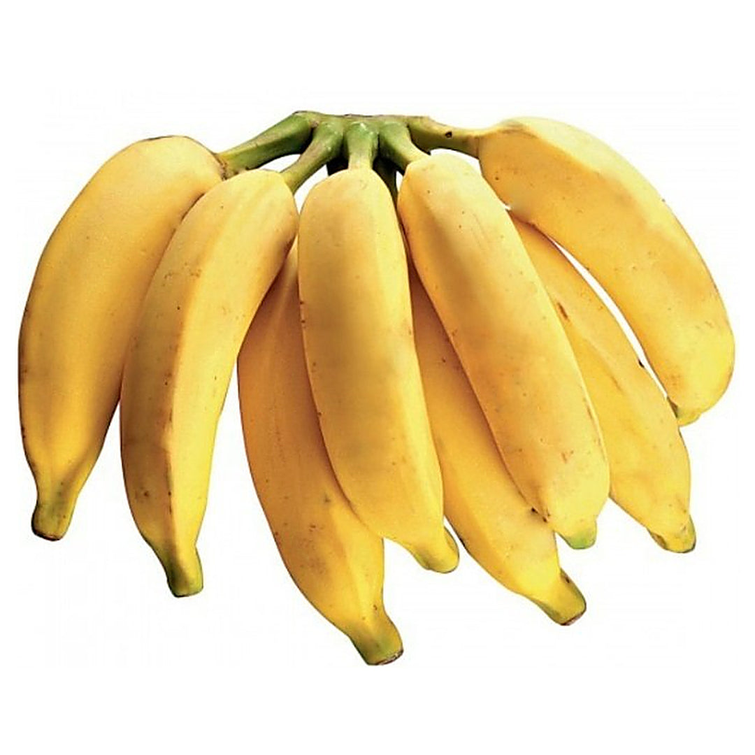 Pacovan Banana Fruit Seeds for Planting – Grow Sweet, Exotic Bananas in Your Backyard, Heirloom & Non-GMO Seeds | Neera Seeds product photo [neera-v4-8f5208bebd4f0520a9f4]