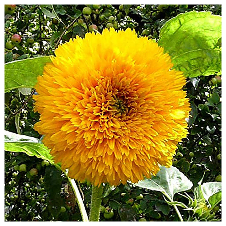 Heirloom Non-GMO Teddy Sunflower Flower Seeds for Planting – Fluffy Dwarf Garden Blooms, High Germination | Neera Seeds product photo [neera-v4-8f57563f909fa58a5017]