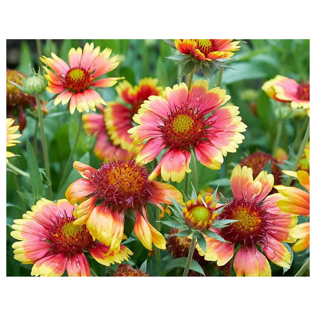 Gaillardia Pulchella Flower Seeds for Planting – Heirloom Non-GMO Vibrant Drought-Tolerant Blooms | High Germinatio | Neera Seeds product photo [neera-v4-8f69ced32846235443d4]