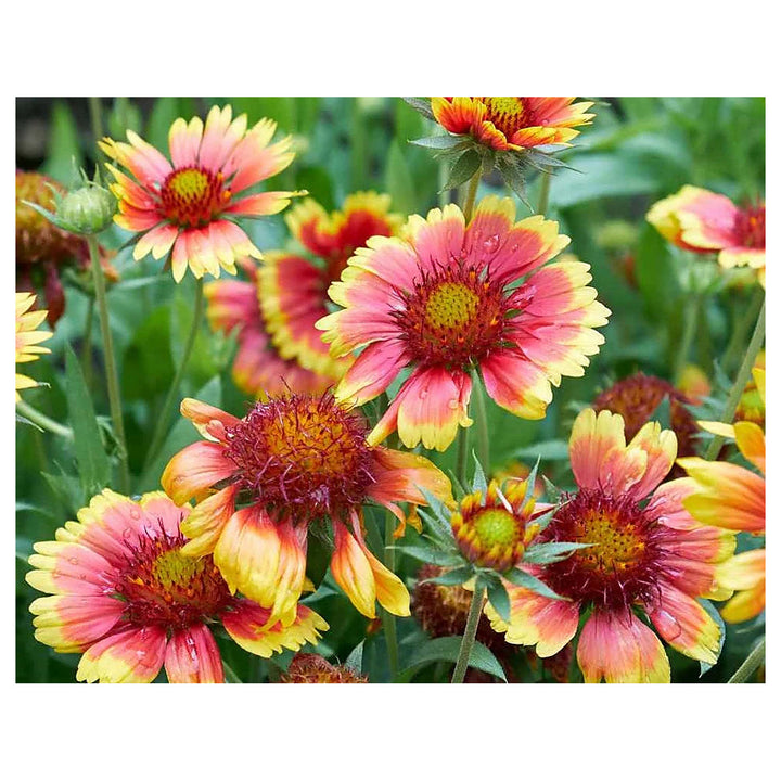 Gaillardia Pulchella Flower Seeds for Planting – Heirloom Non-GMO Vibrant Drought-Tolerant Blooms | High Germinatio | Neera Seeds product photo [neera-v4-8f69ced32846235443d4]