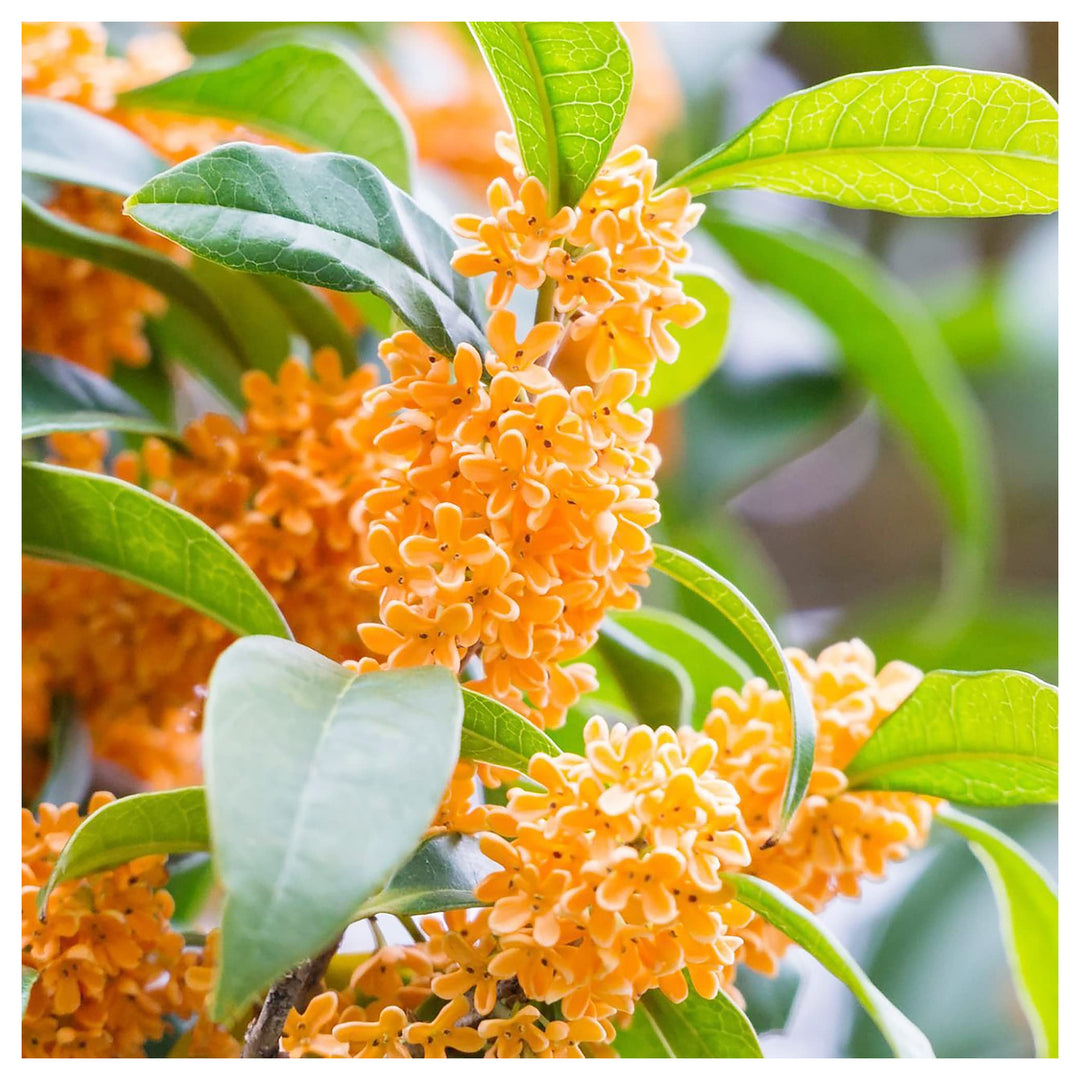 Orange Fragrans Flower Light Fresh Planting Sweet Scented Blooms Flower Seeds Home Garden | Neera Seeds product photo [neera-v4-8f6afd80b54ca7cd01d9]