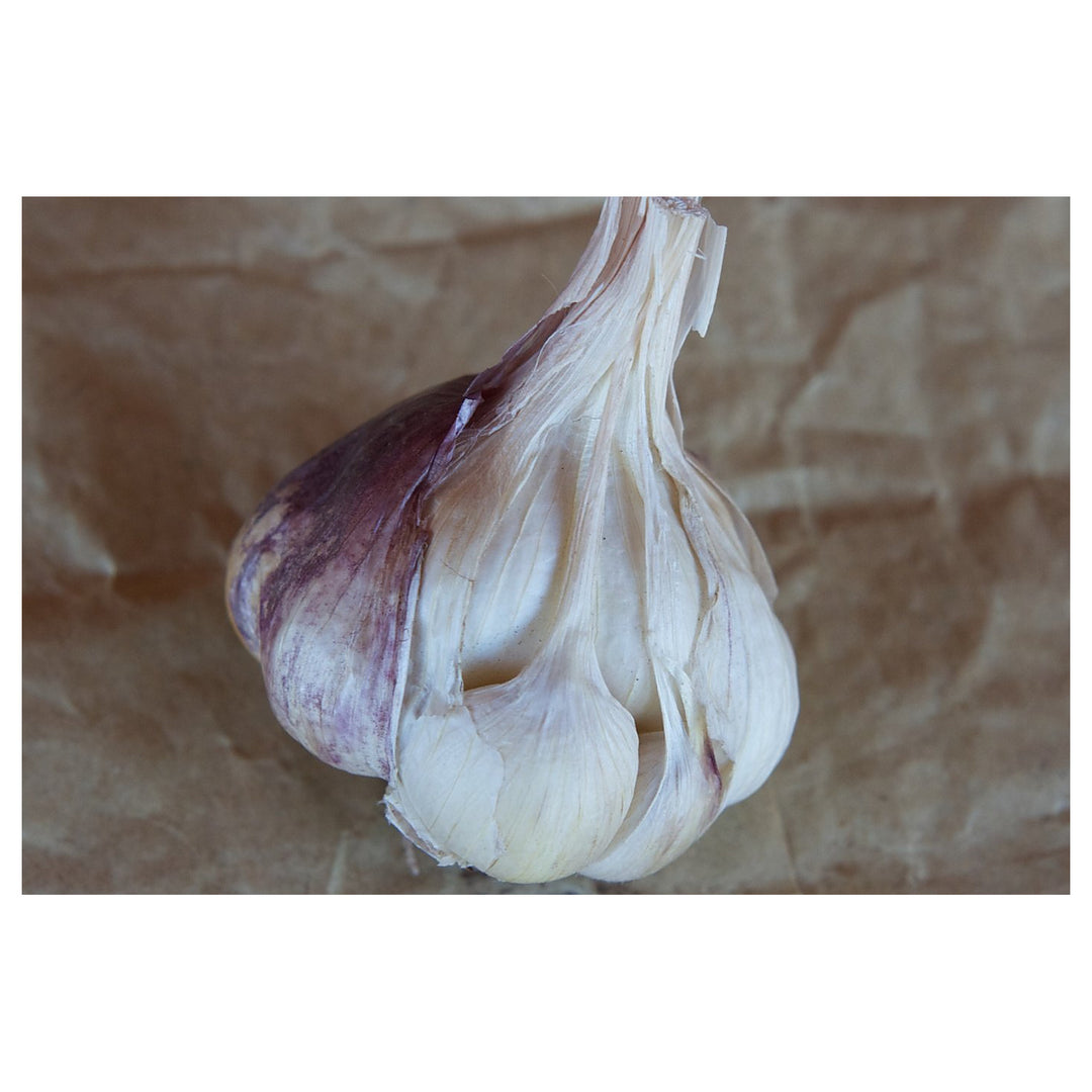 Softneck Artichoke Garlic Seeds for Planting – Heirloom, Non-GMO, Organic Garden Seeds, High Germination | Neera Seeds product photo [neera-v4-8f71a29097acaaf3cef3]