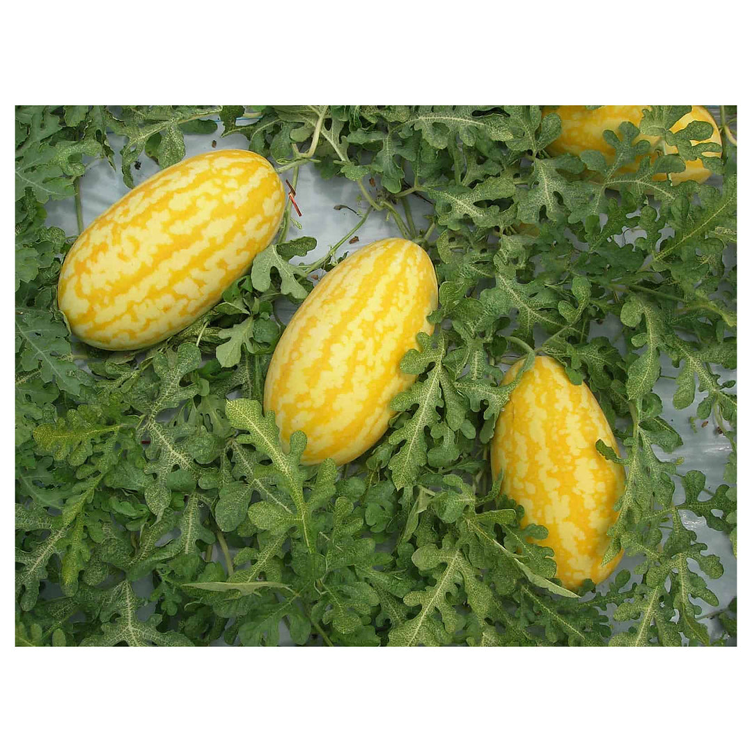 Gold in Gold Watermelon Seeds – Homegrown Sweetness, Heirloom & Non-GMO Seeds for Garden Planting | Neera Seeds product photo [neera-v4-8f79b19d5a8baa803e0b]