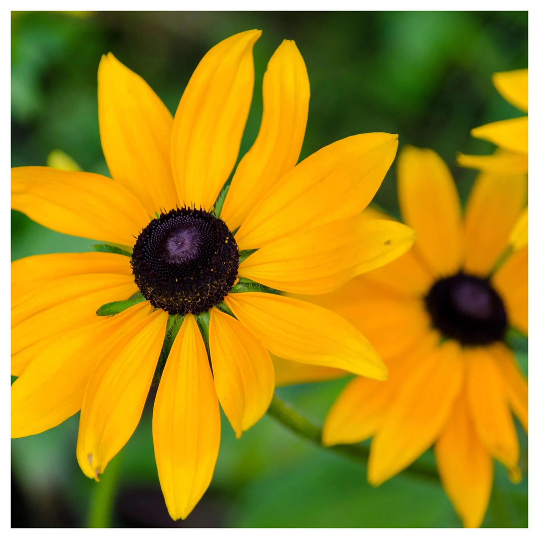 Black Eyed Susan Flower Planting Non Gmo Garden Flower Planting Heirloom Flower Seeds | Neera Seeds product photo [neera-v4-8f8528a93a0a58a1fe25]