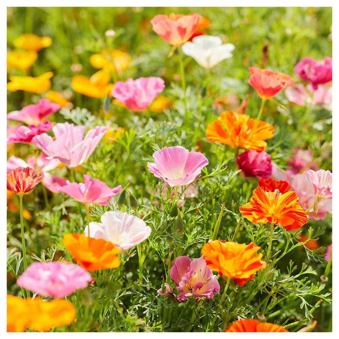 Multi-Colored Eschscholtzia Flower Seeds – Heirloom Non-GMO Vibrant Organic Garden Seeds for Planting, High Germina | Neera Seeds product photo [neera-v4-8f912e8bc6b9f35199e7]