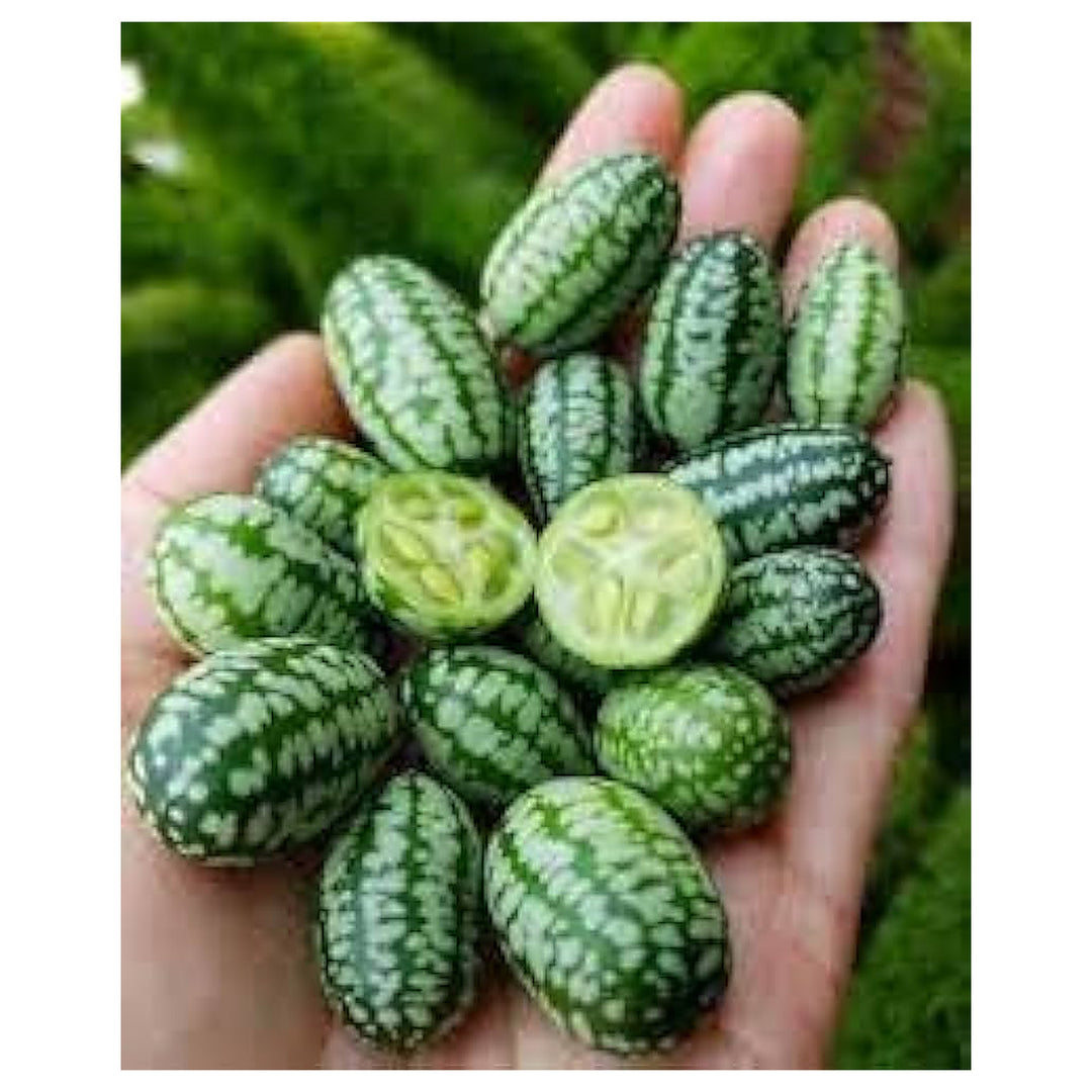 Mini Pepquino Watermelon For Planting Citrullus Lanatus For Vegetable Patches And Edible Landscapes | Neera Seeds product photo [neera-v4-8fa55edfa4133ecff0f9]