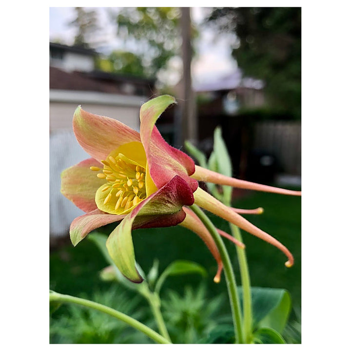 Red Aquilegia Canadensis Flower Seeds for Planting – Heirloom Non-GMO Organic Garden Seeds, High Germination | Neera Seeds product photo [neera-v4-8fa9bdab257bbd64b227]