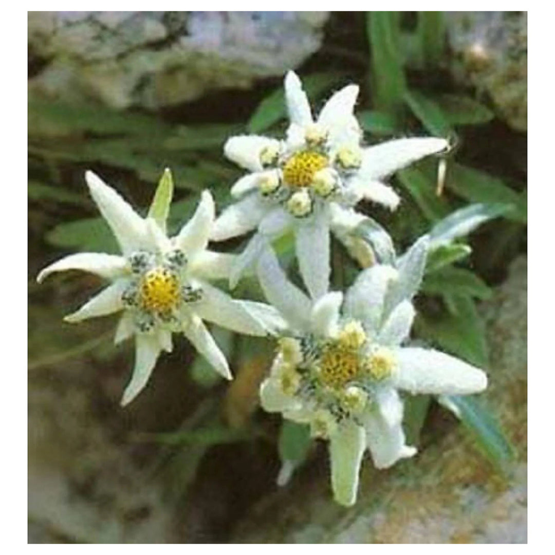 Heirloom Non-GMO White Leontopodium Flower Seeds for Planting – Alpine Blooms for Rock and Container Gardens | Neera Seeds product photo [neera-v4-8faf819ccf463e9c1009]