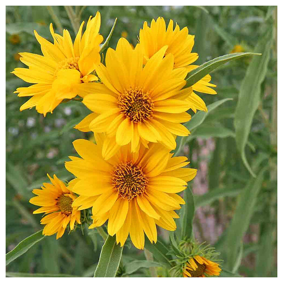 Maximilian Sunflower Flower Seeds – Heirloom, Non-GMO, High Germination Organic Garden Seeds for Planting | Neera Seeds product photo [neera-v4-8fb42b8b48f41c4c1aa7]