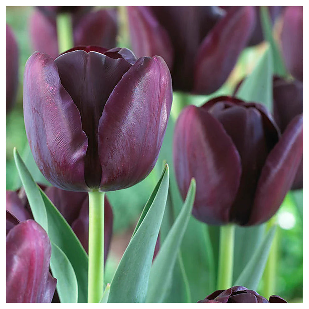 Heirloom Non-GMO Jackpot Tulip Bulbs for Planting – Vibrant Spring-Blooming Garden Flowers | Neera Seeds product photo [neera-v4-8fbc56a85dc3e7a5e3d9]