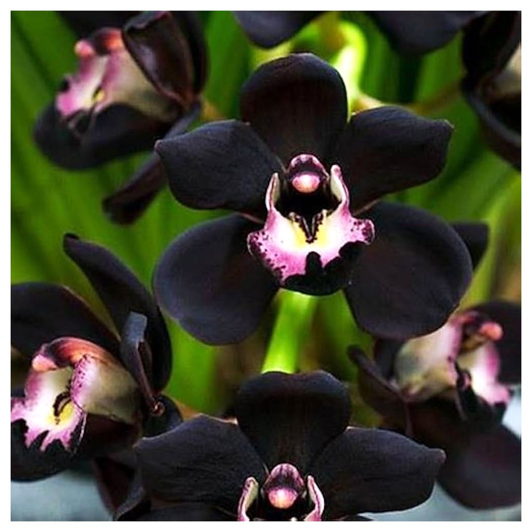 Heirloom Non-GMO Black Cymbidium Faberi Flower Seeds for Exotic Garden and Indoor Planting | Neera Seeds product photo [neera-v4-8fc2dcf385a39c3e76db]