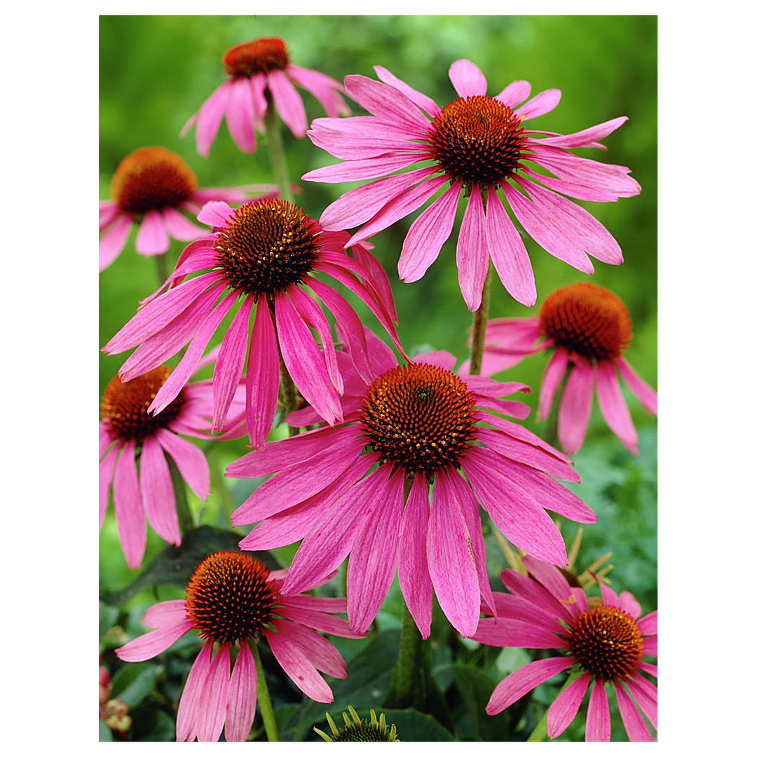 Baby Pink Echinacea Wildflower Seeds for Planting – Heirloom Non-GMO | Attract Pollinators &amp; Butterflies | Neera Seeds product photo [neera-v4-8fce5d10fbeb0b6e5a59]