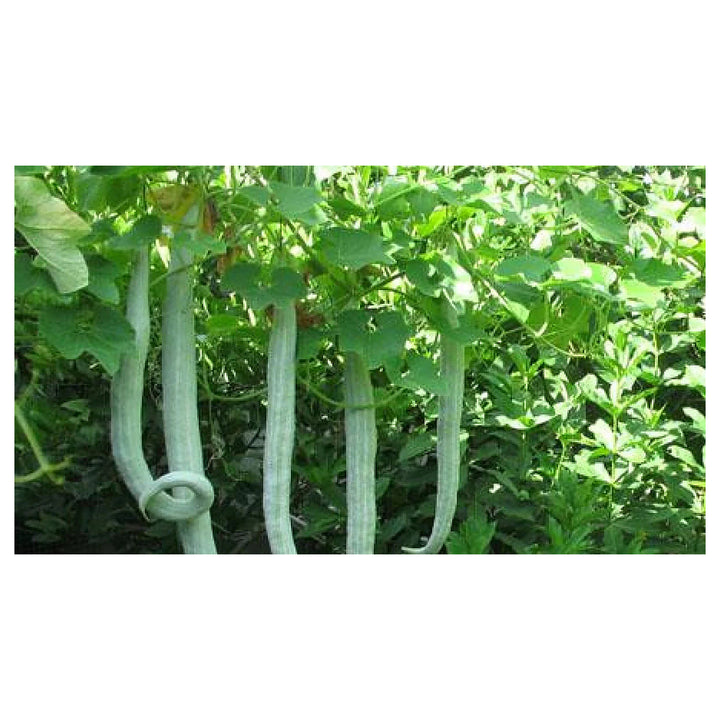 White Long Snake Gourd Seeds for Planting – Heirloom, Non-GMO, High Germination Organic Garden Seeds | Neera Seeds product photo [neera-v4-8fe59374d333e1e0bac6]