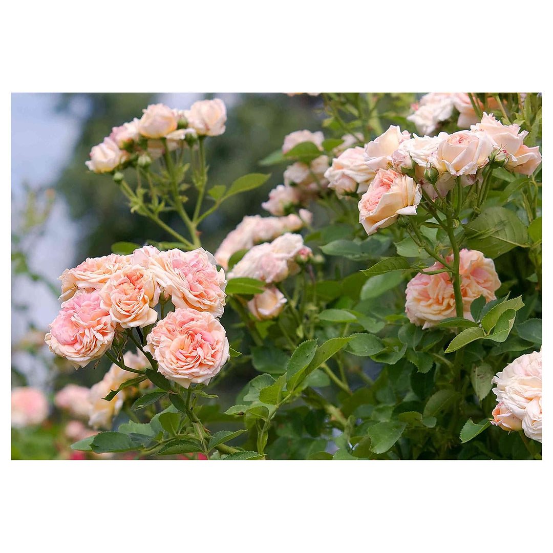 Cream Climbing Rose Plant Seeds for Planting Non-GMO Heirloom Garden Seeds for Home and Outdoor Growing | Neera Seeds product photo [neera-v4-900ca96d5016217e6fe2]