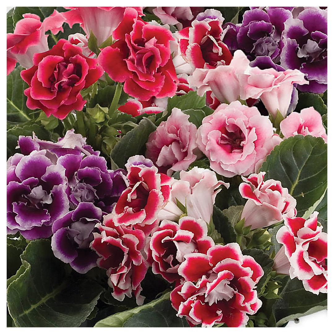 Heirloom Mixed Gloxinia Flower Seeds for Planting – Non-GMO Tropical Indoor Blooms, Organic Garden Seeds | Neera Seeds product photo [neera-v4-9018c7fa6c84e5ab6580]