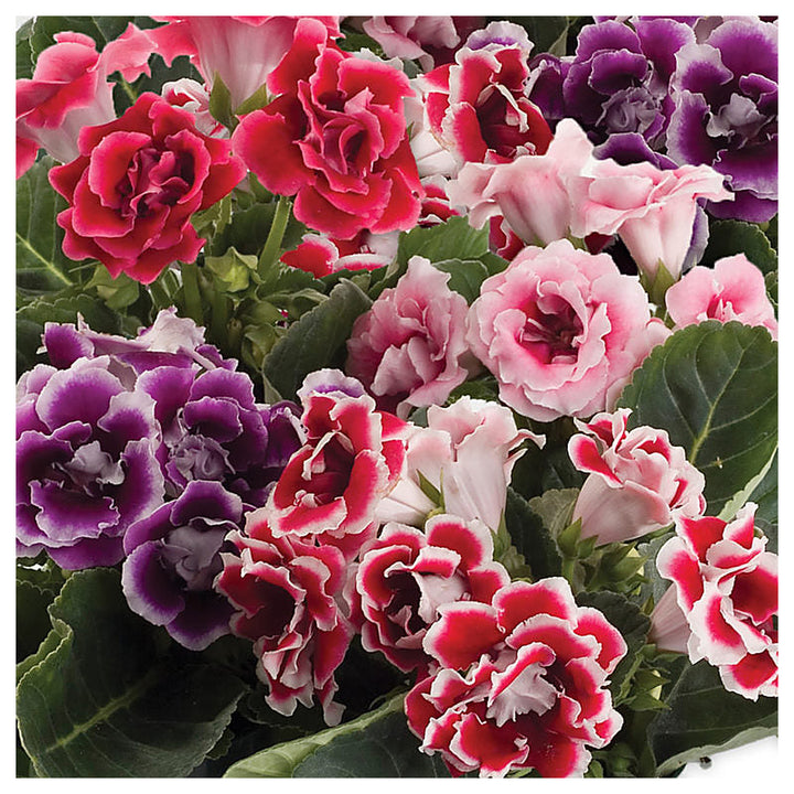 Heirloom Mixed Gloxinia Flower Seeds for Planting – Non-GMO Tropical Indoor Blooms, Organic Garden Seeds | Neera Seeds product photo [neera-v4-9018c7fa6c84e5ab6580]