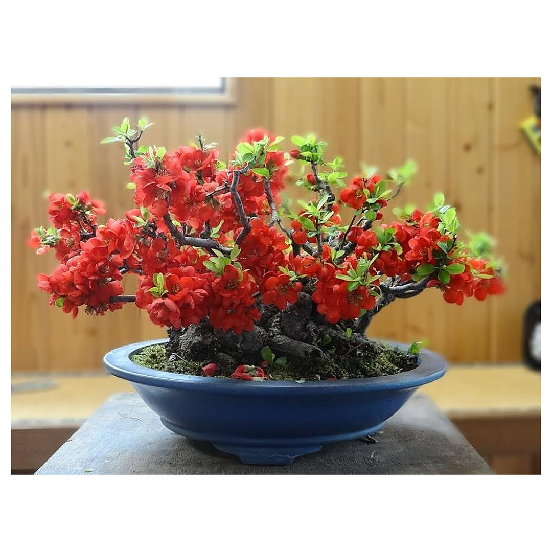 Organic Heirloom Chaenomeles Flower Seeds for Planting – Unique Variety Non-GMO Shrub Blooms, High Germination | Neera Seeds product photo [neera-v4-9019cc0b1e3d82e45b48]
