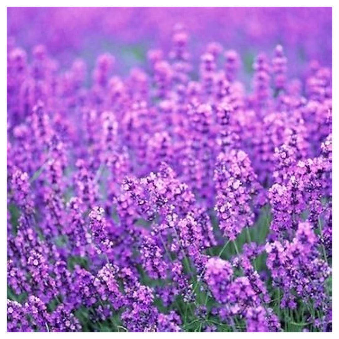 Heirloom Non-GMO Provence Lavender Flower Seeds for Planting – Pink Blooms, High Germination Organic Garden Seeds | Neera Seeds product photo [neera-v4-901d8641be9bab30a03a]