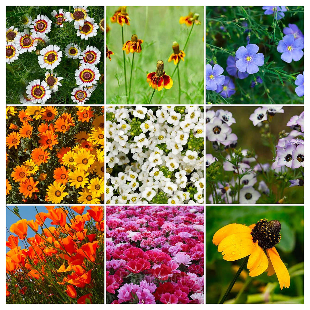 Heirloom Red Four Seasons Flower Seeds for Planting | Non-GMO High Germination Organic Garden Seeds Year-Round Bloo | Neera Seeds product photo [neera-v4-902dd7c5cf3d0835c7db]