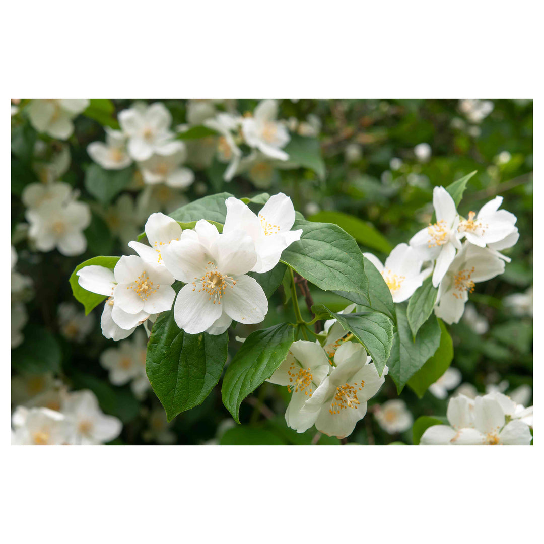 White Philadelphus Flower Seeds for Planting – Heirloom, Non-GMO, High Germination Organic Garden Seeds | Neera Seeds product photo [neera-v4-903a9bc8a4f6a451ec9a]