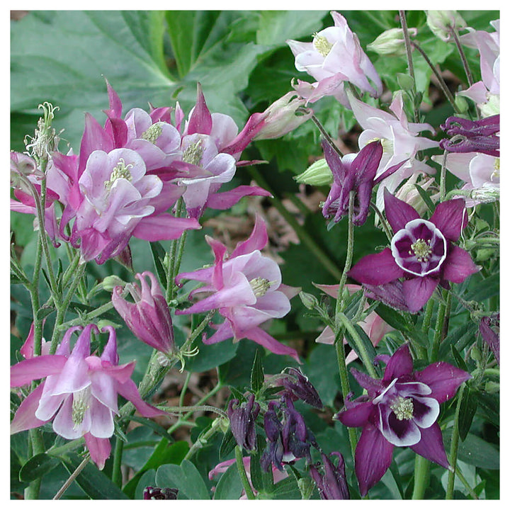 Columbine Biedermeier Flower Seeds for Planting – 100 pcs | Heirloom Non-GMO Organic Garden Blooms | Neera Seeds product photo [neera-v4-904da0ef5e7b036b78a9]