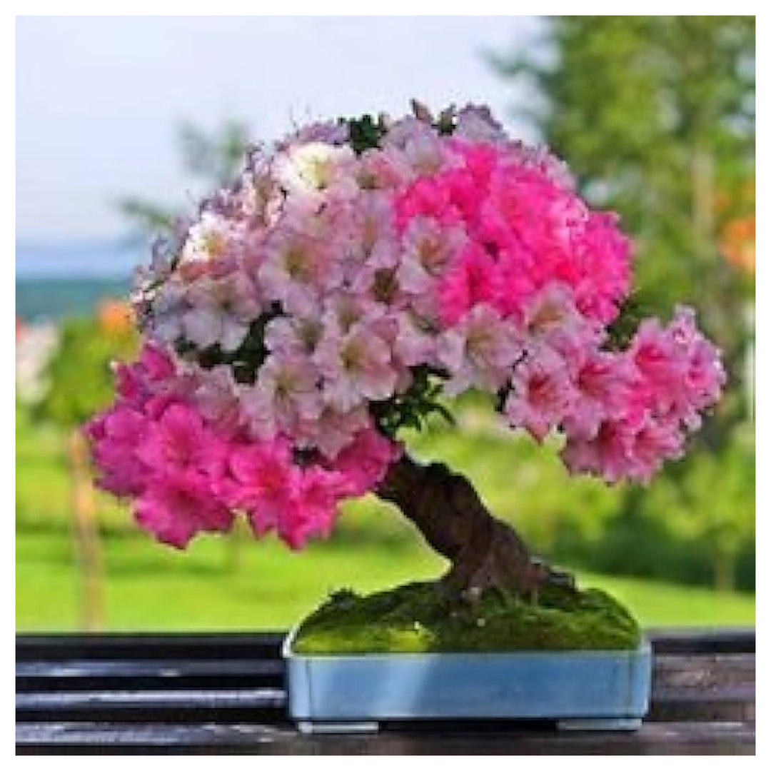 Spring Bonsai Flower Mix Of Varieties For Yard Garden Flower Seeds for Home Garden Planting, Exotic | Neera Seeds product photo [neera-v4-904e18bfcf9dcc1e58ef]