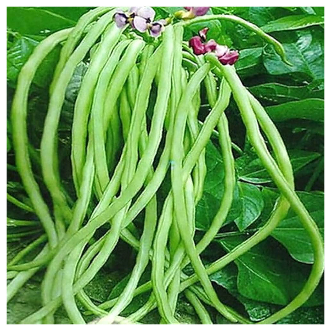 Venezia Bean Seeds for Planting - Heirloom, Non-GMO, Unique Organic Garden Seeds, High Germination | Neera Seeds product photo [neera-v4-90530af6f756c445b725]