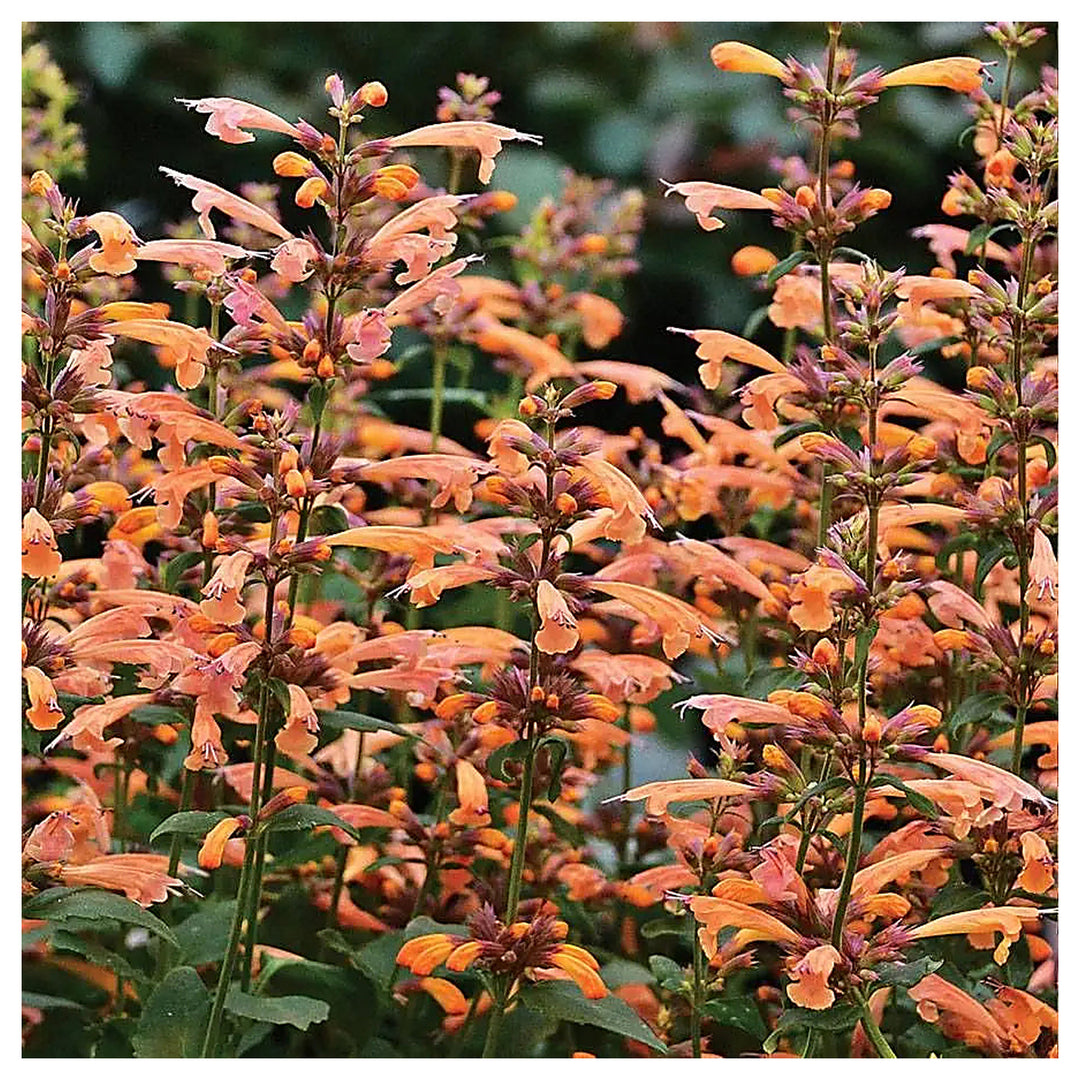 Heirloom Non-GMO Agastache Arizona Sunset Flower Seeds for Planting – Fragrant, Drought-Tolerant Blooms, High Germi | Neera Seeds product photo [neera-v4-90575e13206325c4f910]