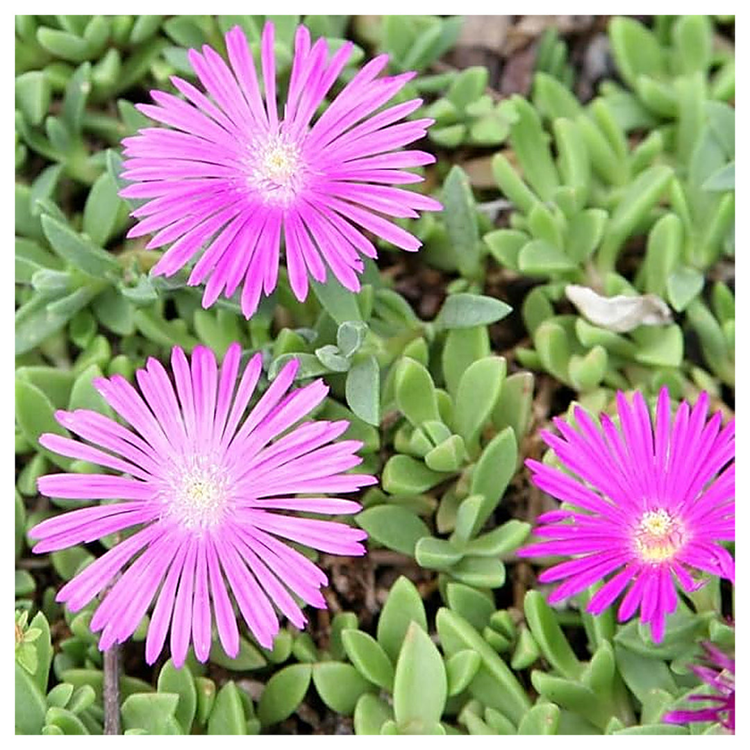 Organic Heirloom Non-GMO Lavender Delosperma Seeds for Planting – Succulent Blooms | Neera Seeds product photo [neera-v4-90583e9d79664acaf6e2]