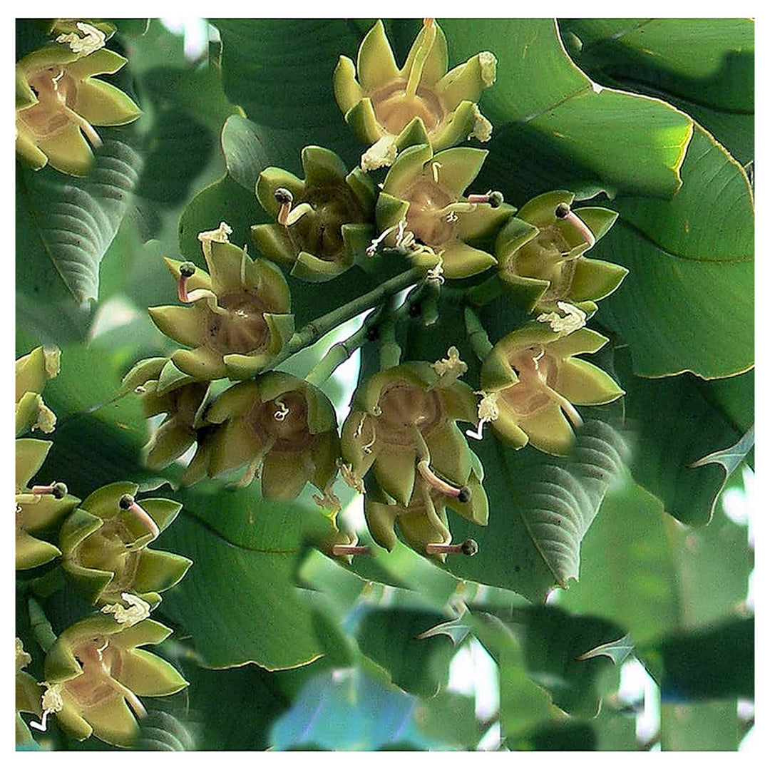 Duabanga Grandiflora Orchid Tree Flower Seeds Home Garden Planting, Vibrant Organic Blooming | Neera Seeds product photo [neera-v4-905a3237b238b9e38fe8]