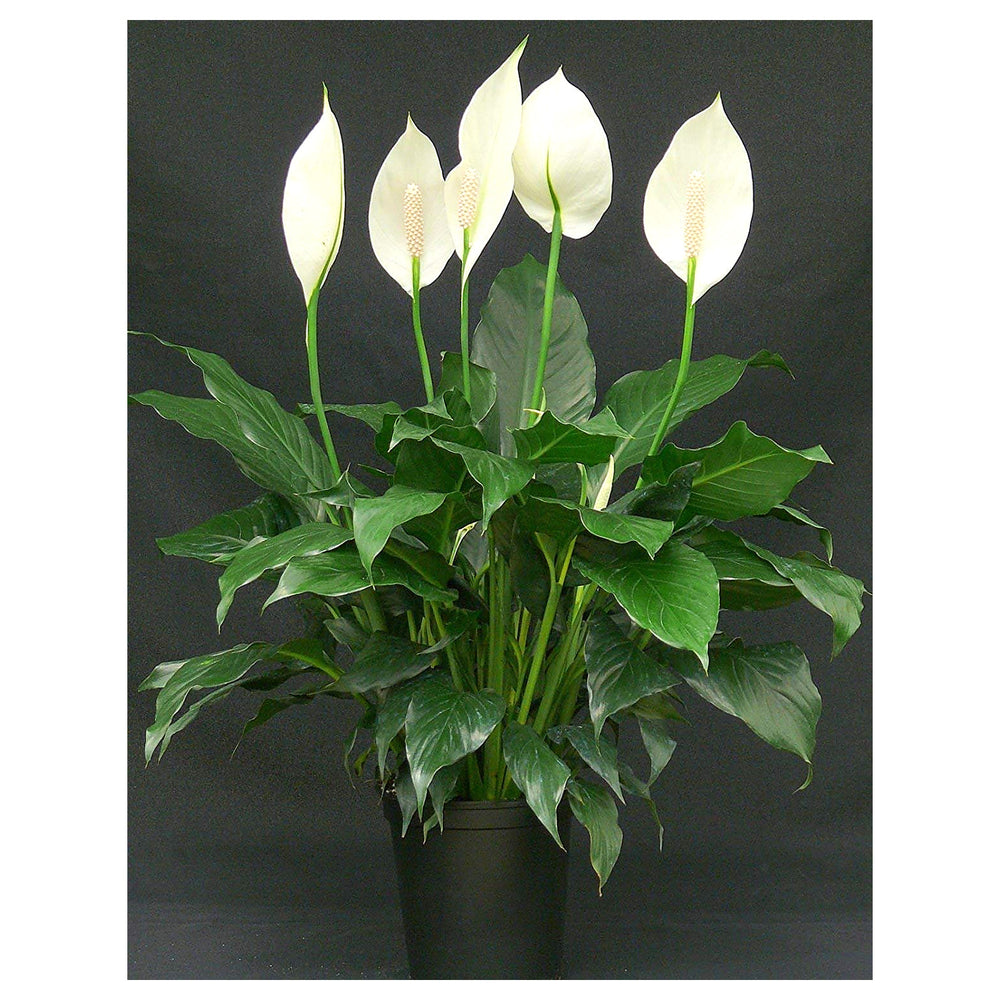 Heirloom Peace Lily (Spathiphyllum) Flower Seeds - Non-GMO, High Germination Organic Indoor Garden Seeds for Planti | Neera Seeds product photo [neera-v4-905f54ced63663453288]