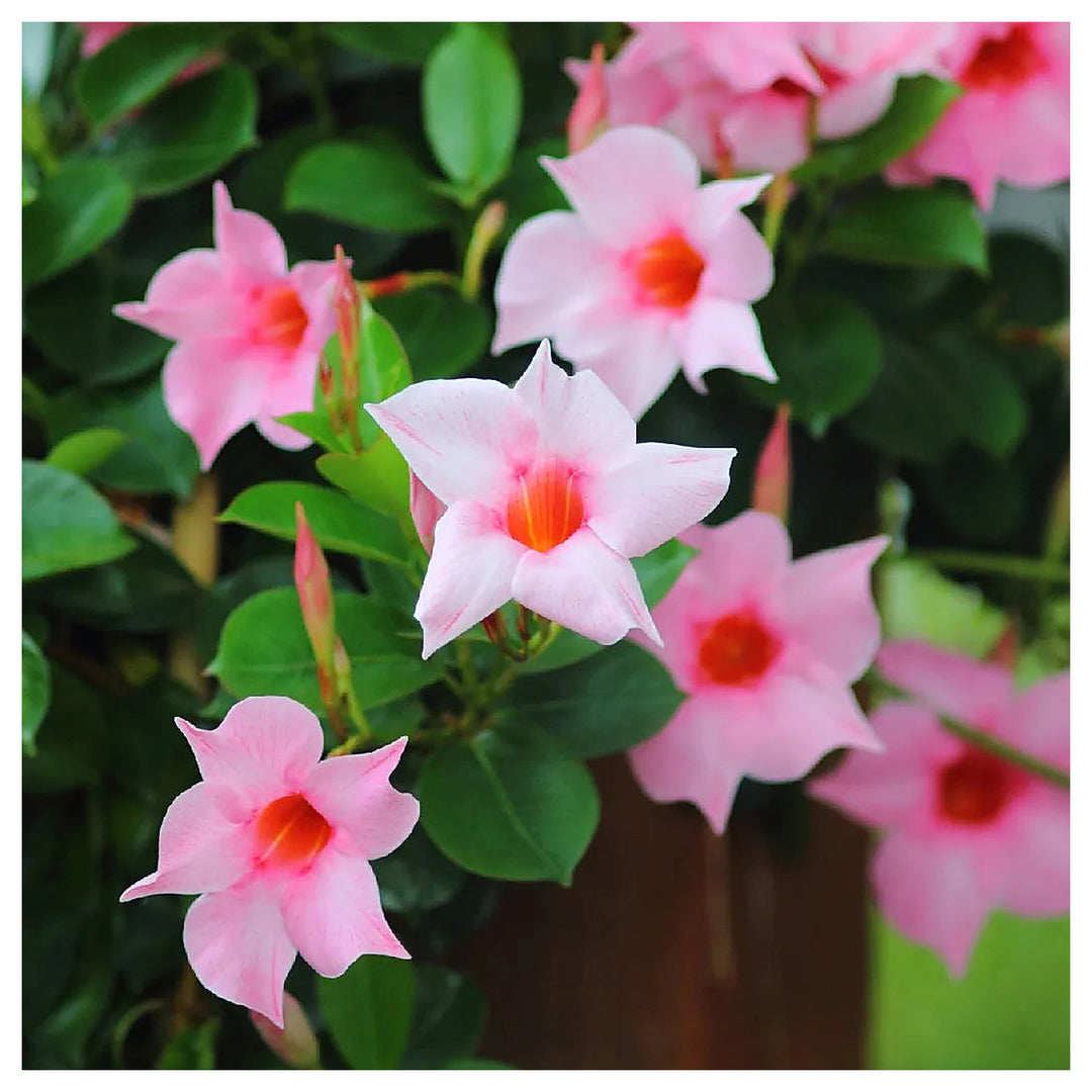 Heirloom Non-GMO Sanderi Flower Seeds – Unique Ornamental Blooms for Garden Planting | Neera Seeds product photo [neera-v4-905fa2aba04ce61918ac]