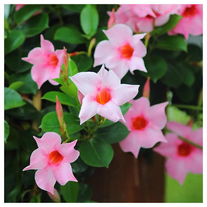 Heirloom Non-GMO Sanderi Flower Seeds – Unique Ornamental Blooms for Garden Planting | Neera Seeds product photo [neera-v4-905fa2aba04ce61918ac]